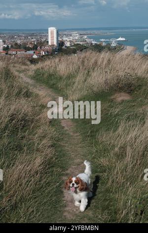 A King Charles Cavalier on a footpath along the South Downs Way in Sussex with Eastbourne in the distance Stock Photo