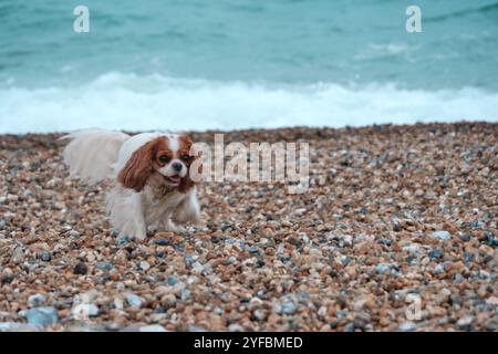 Blenheim King Charles Cavalier Spaniel running on a beach. Stock Photo