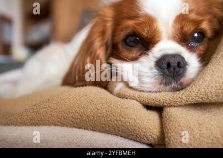 Blenheim King Charles Cavalier Spaniel lying on a beige blanket Stock Photo