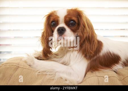 Blenheim King Charles Cavalier Puppy. Stock Photo
