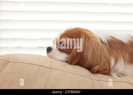 Blenheim King Charles Cavalier Puppy. Stock Photo