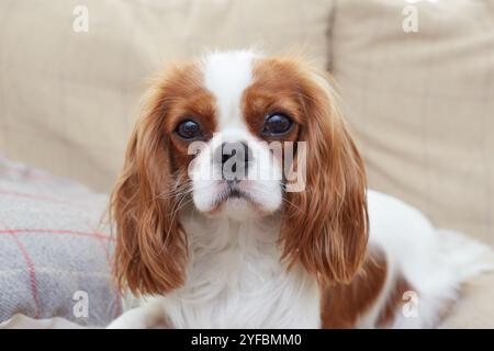 Blenheim King Charles Cavalier Puppy. Stock Photo