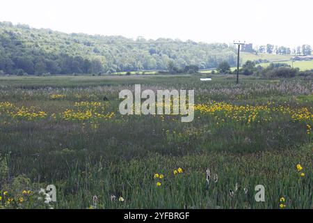 Silverdale Moss Arnside Westmorland and Furness formerly Cumbria England Stock Photo