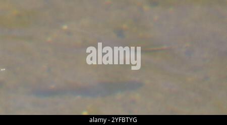 Western Blacknose Dace (Rhinichthys obtusus) Stock Photo