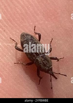Billbug Weevils (Sphenophorus Stock Photo - Alamy