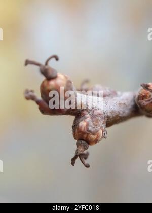 bear oak (Quercus ilicifolia) Stock Photo