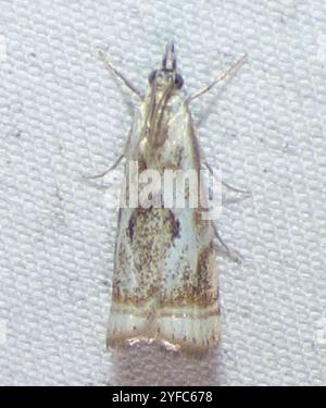 Elegant Grass-veneer (Microcrambus elegans) Stock Photo