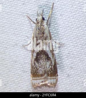 Elegant Grass-veneer (Microcrambus elegans) Stock Photo