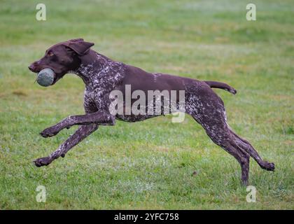 German Shorthaired Pointer Stock Photo