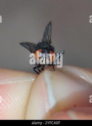 Kansas Bot Fly Bot Flies, Blow Flies, and Allies (Oestroidea), Insecta, Randolph ...