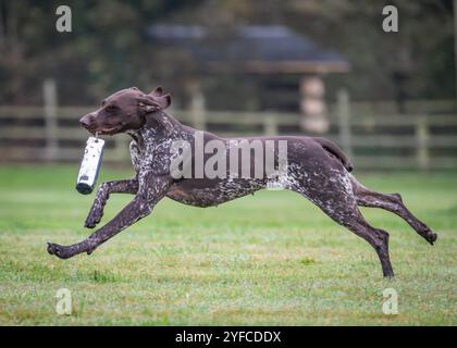 German Shorthaired Pointer Stock Photo