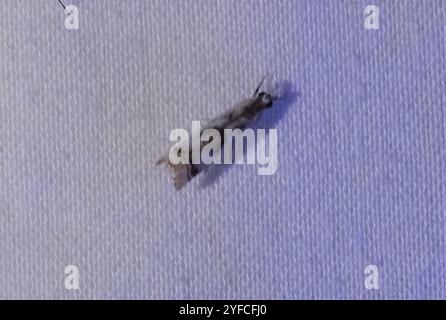 Elegant Grass-veneer (Microcrambus elegans) Stock Photo