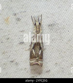 Elegant Grass-veneer (Microcrambus elegans) Stock Photo