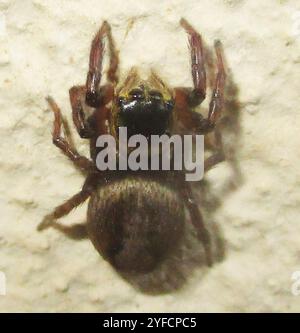 Adanson's House Jumper (Hasarius adansoni) Stock Photo