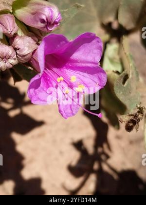 Colorado Four o'Clock (Mirabilis multiflora) Stock Photo