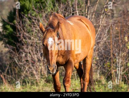 Close up of chestnut horse with withe blaze. Chestnut horse in the setting sun.  Estonian native horses (Estonian Klepper) in the apple orchard. Stock Photo