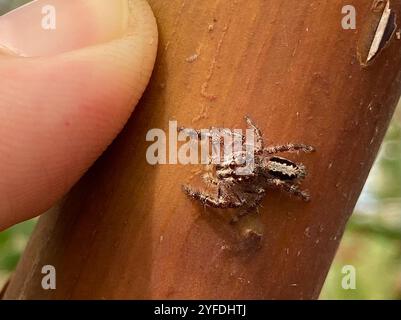 Superb Jumping Spider (Sandalodes superbus) Stock Photo