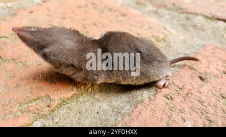 North American Least Shrew (Cryptotis parvus) Stock Photo