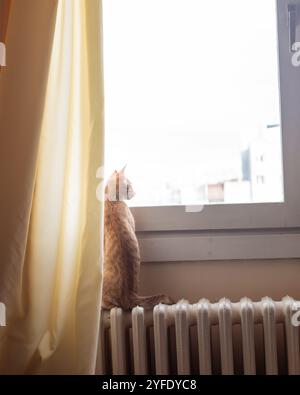 Ginger cat is looking through a window Stock Photo