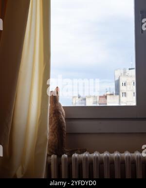 Ginger cat is looking through a window Stock Photo