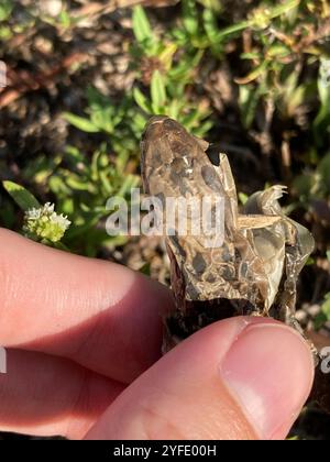 Everglades Racer (Coluber constrictor paludicola). Everglades National ...