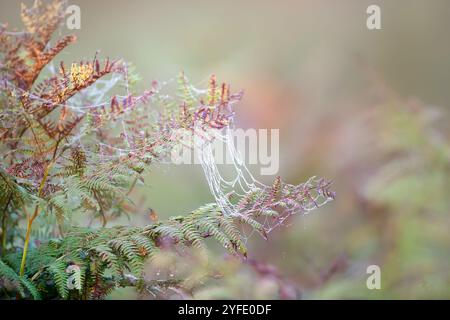 Dew-covered spiderweb clinging to a fern in a misty meadow in autumn, UK. Stock Photo