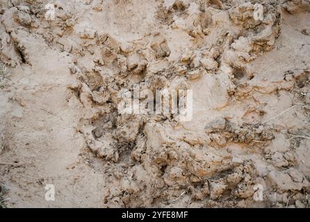 Mud Puddle with tracks of Wild Boar on a rural road after heavy rain, Spain. Stock Photo