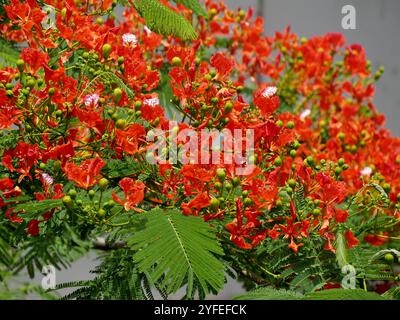 red flowers of royal poinciana in summer in guadeloupe. Delonix regia, tropical flowering tree in bloom also called flame of the forest. close up Stock Photo