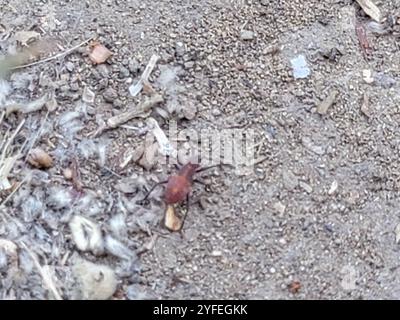 Leaf-footed Bugs and Allies (Coreoidea Stock Photo - Alamy