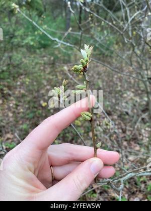 dwarf chinkapin oak (Quercus prinoides Stock Photo - Alamy