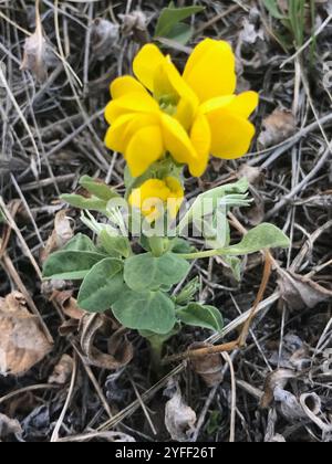 Golden bean (Thermopsis rhombifolia) Stock Photo