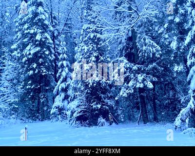 Forest of Pine trees covered with snow in a blue background in Ottawa, Canada Stock Photo