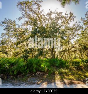 Sun is shining through а tree covered with Spanish moss in a park in Venice, FL Stock Photo