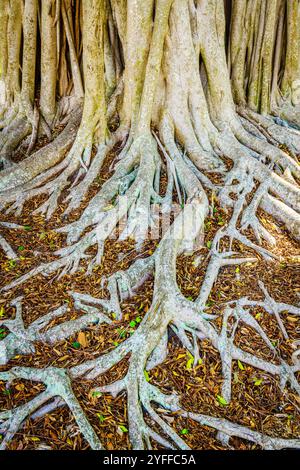 Close-up image of root system of a Banyan tree Stock Photo