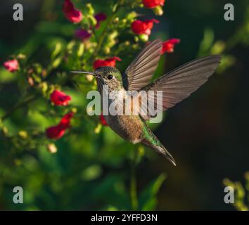 A Broad-tailed Hummingbird female making eye contact while hovering with fully opened wings in front of vibrant red flowers in the garden. Stock Photo