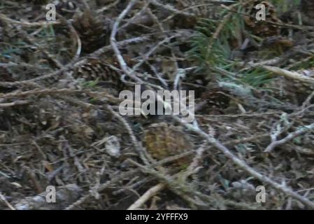 Yellow-faced Bumble Bee (Bombus vosnesenskii) Stock Photo