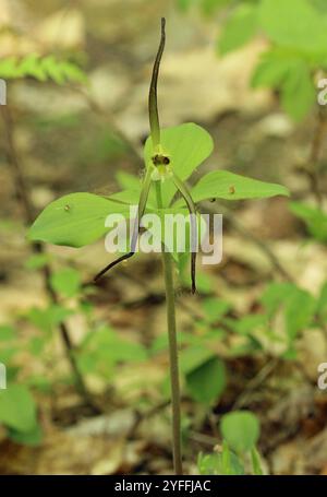 Large Whorled Pogonia (Isotria verticillata) Stock Photo