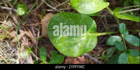 Pink wintergreen (Pyrola asarifolia incarnata Stock Photo - Alamy