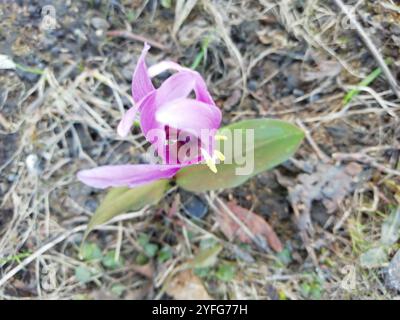 Siberian Fawn Lily (Erythronium sibiricum) Stock Photo