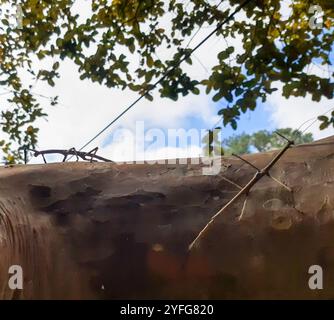 Brazilian Giant Stick Insect (Cladomorphus phyllinus) Stock Photo