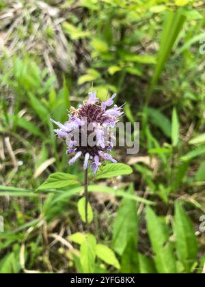 downy pagoda plant (Blephilia ciliata) Stock Photo