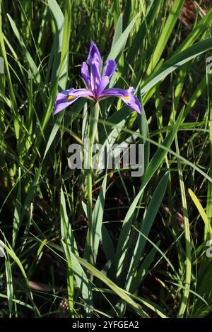 Flag Irises (Laevigatae Stock Photo - Alamy