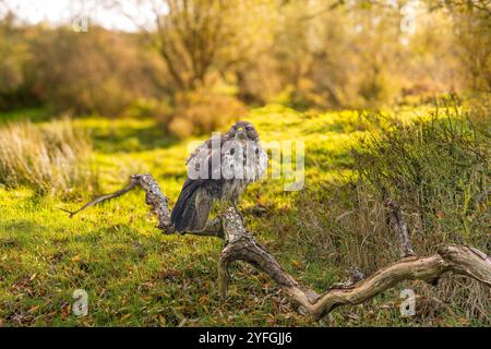 Portrait of a Buzzard, Buteo buteo, in autumn landscape resting on a dead broken rustic weathered tree branch looking at the camera against blurred ou Stock Photo
