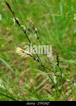 Long-stolon Sedge (Carex inops Stock Photo - Alamy