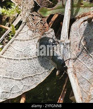 Forget-me-not Shieldbug (Sehirus luctuosus) Stock Photo