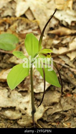 Large Whorled Pogonia (Isotria verticillata) Stock Photo