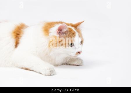 A Curious Cat is joyfully exploring a vast white environment displaying playful feline behavior Stock Photo