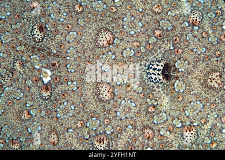 Detail of the color pattern on a Leopard flounder, Bothus pantherinus, found on a black sand slope in the Lesser Sunda Islands of Indonesia. Stock Photo