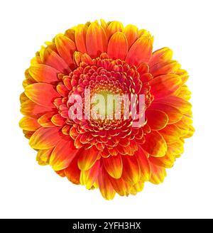 Beautiful Orange and Yellow Gerbera Daisy head isolated on white background. Object with clipping path. Stock Photo