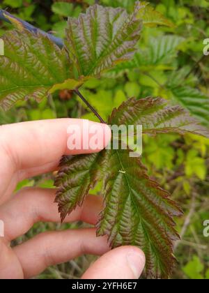 whitebark raspberry (Rubus leucodermis Stock Photo - Alamy